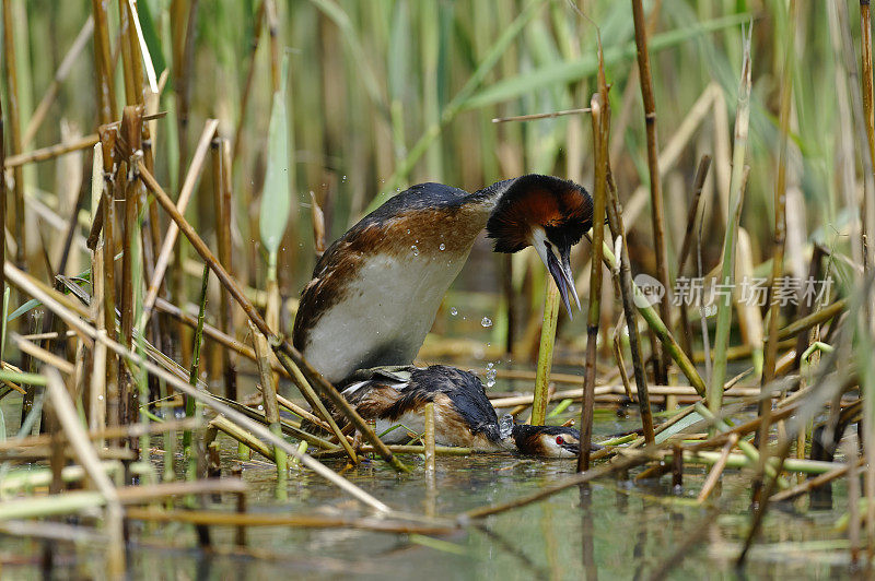 交配中的大冠鸊鷉(Podiceps cristatus)